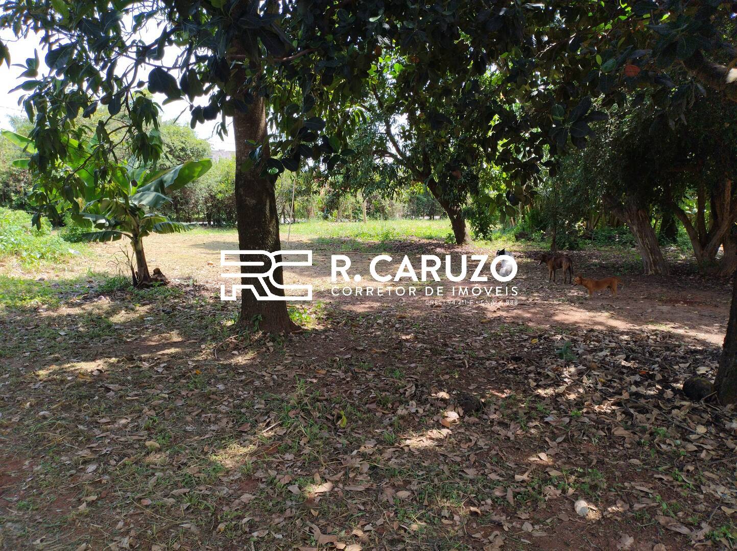 Fazenda à venda com 3 quartos, 300m² - Foto 14